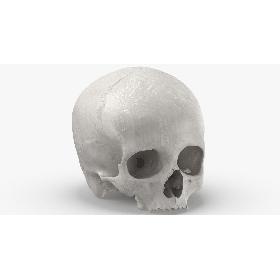 Real Human Skull Cranial 01 White 3D